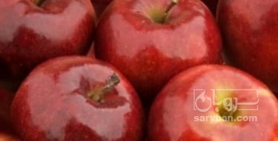 فروش سیب قرمز