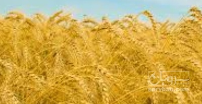 فروش گندم