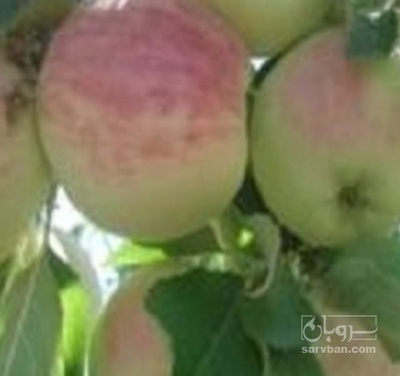 فروش سیب زرد