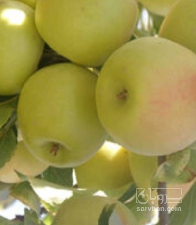 فروش سیب زرد
