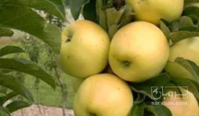فروش سیب زرد