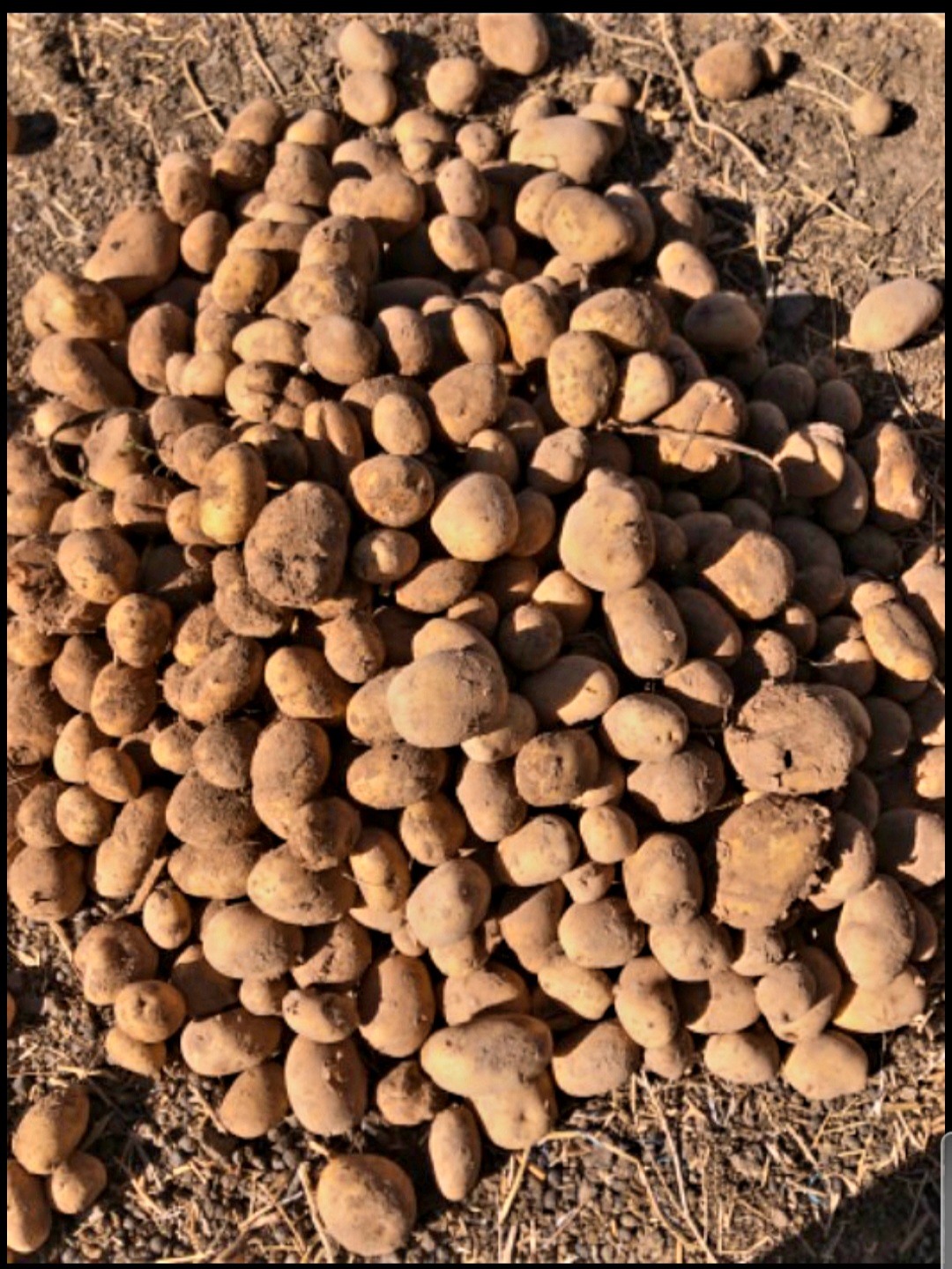 فروش سیب زمینی آگریا