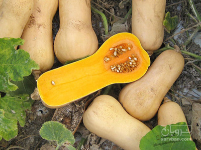فروش کدو حلوایی