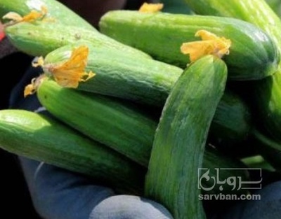 فروش خیار خیارشوری