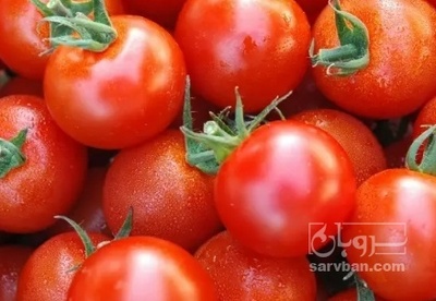 فروش گوجه فرنگی