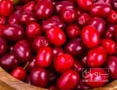 فروش زغال اخته