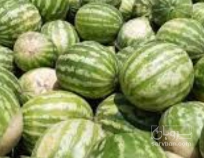 فروش هندوانه گرد