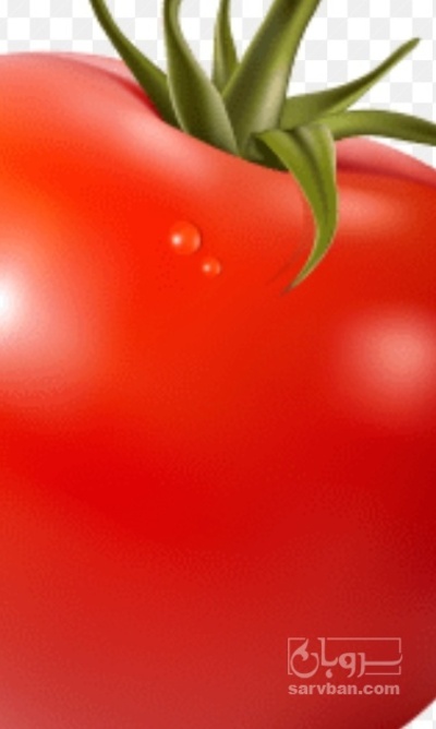 فروش گوجه فرنگی