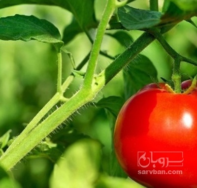 فروش گوجه فرنگی متین