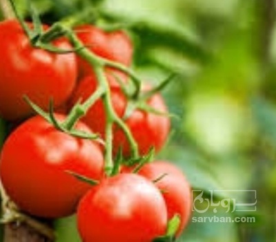 فروش گوجه فرنگی سانسید