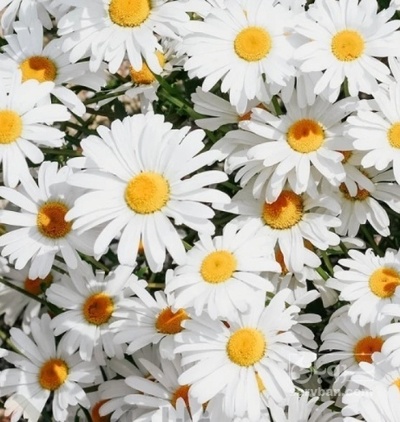 فروش بابونه (گیاه‌ دارویی)