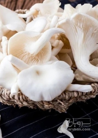 فروش قارچ صدفی