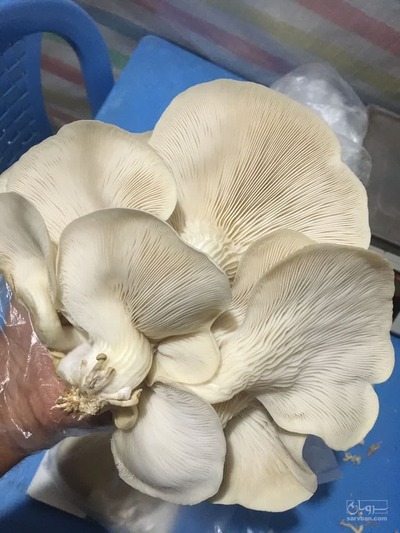 فروش قارچ صدفی