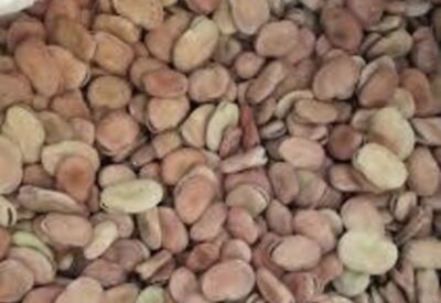 فروش باقلا خشک