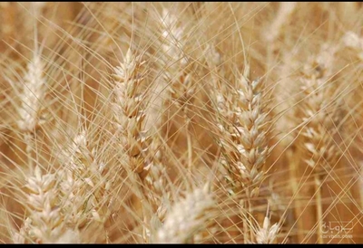 فروش گندم