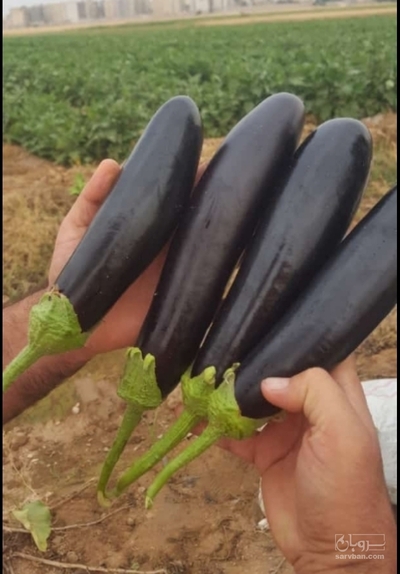 فروش بادمجان قلمی