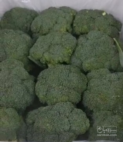 فروش کلم بروکلی