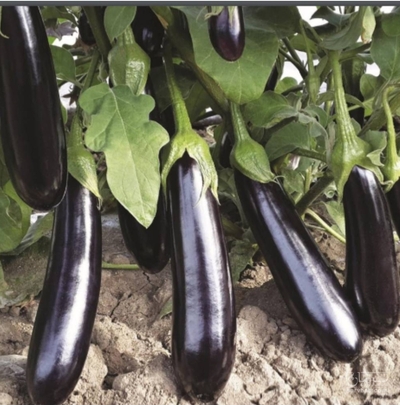 فروش بادمجان قلمی