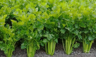 فروش کرفس