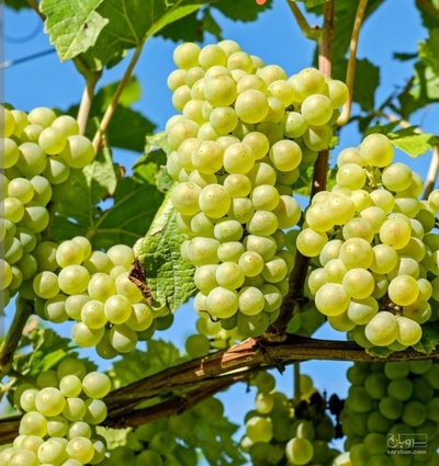 فروش انگور