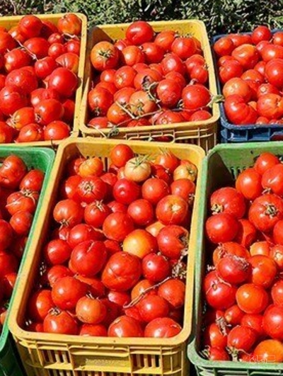 فروش گوجه فرنگی