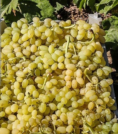 فروش انگور