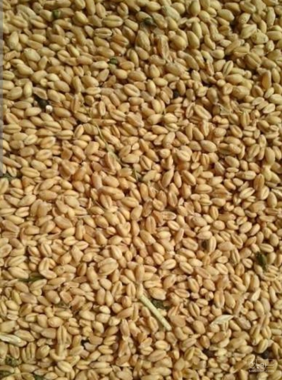 فروش گندم