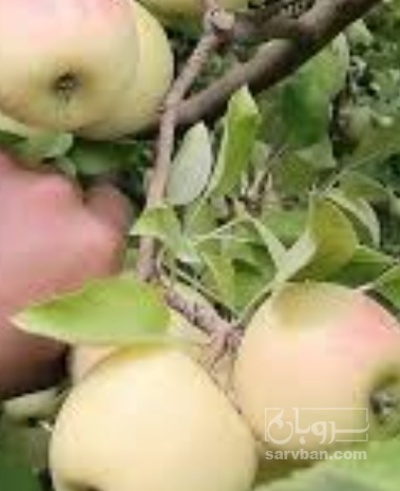 فروش سیب زرد