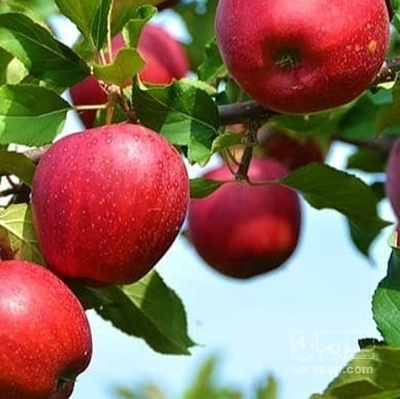 فروش سیب قرمز