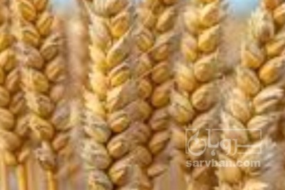 فروش گندم