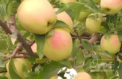 فروش سیب زرد