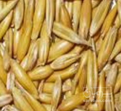 فروش جو