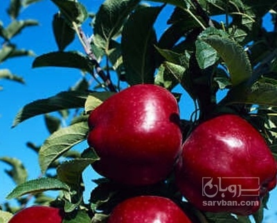 فروش سیب قرمز