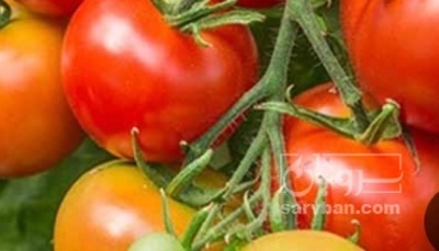 فروش گوجه فرنگی