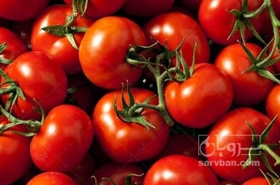 فروش گوجه فرنگی