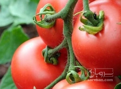 فروش گوجه فرنگی ربی