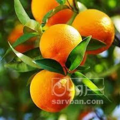 فروش پرتقال
