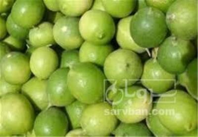 فروش لیمو ترش