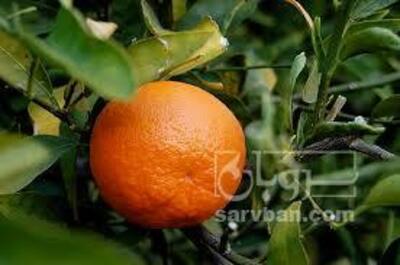 فروش نارنگی