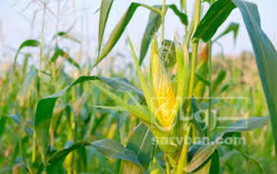 فروش ذرت دانه ای