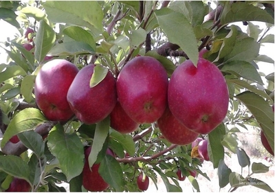 فروش سیب قرمز