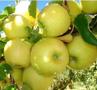 فروش سیب زرد