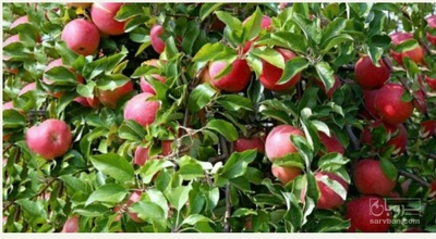 فروش سیب قرمز