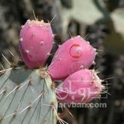 فروش میوه کاکتوس (دراگون فروت)