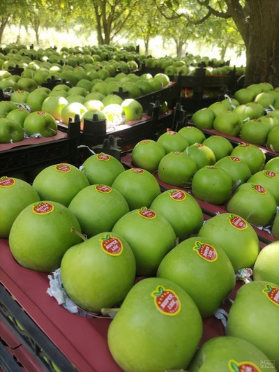 فروش سیب سبز