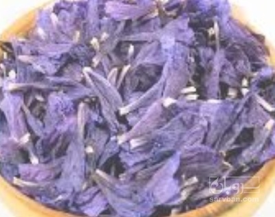 فروش گل گاو زبان - گاوزبان (گیاه‌ دارویی)