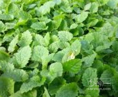 فروش بادرنجبویه (گیاه‌ دارویی)