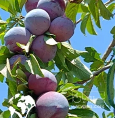 فروش آلو کالیفرنیا