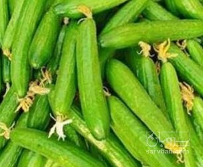 فروش خیار خیار شوری