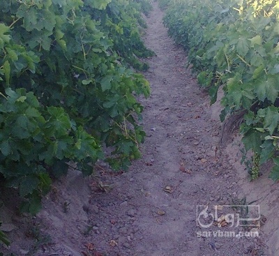 فروش انگور